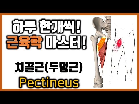 [Healing Move Muscle Science] 6-3. Pectineus Trigger Points and Management | Related to Groin Pai...