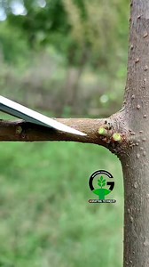 378K views · 1K reactions | Fruit plant grafting techniques | Mango tree grafting | Mango grafting #grafting #fruits #technology | Easy Grafting Techniques | Facebook