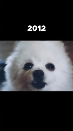 Famous Deceased Dog Memes💔🕊️ (ThenvsNow)