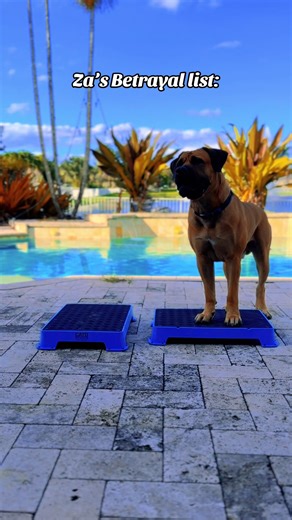 Fact: Za hates the dremel Fact: his dew claws are a non-negotiable dremel job . . I try to make it as pleasant as I possibly can and do VERY SHORT filing sessions. He still hates it. Unfortunately, for his safety it has to happen. This has been a struggle for us for the better part of 2.5 years or so. It’s okay to struggle, just do so with kindness & understanding.