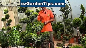 Comment tailler un arbrisseau Cotinus 🌱 Conseils Jardiniers - Fr.ezGardenTips.com