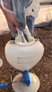 زراعة #الملوخية داخل البيوت #المحمية باستخدام #البذّارة استخدام البذّارة في بذر الملوخية داخل البيت المحمي يساعد على توزيع البذور بشكل متجانس، تقليل الهدر، وتحسين انتظام النمو من البداية | م. آلاء عبد الرحمن /Eng.Alaa abdalrahman