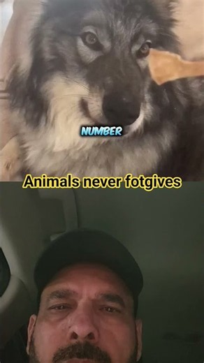 Animals never forgives😡 #animallove #viral