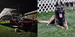 Woman reunites with missing dog after driver crashes through fence in Anderson County