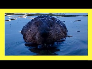 Awesome Close-Up Footage of a Beaver Eating