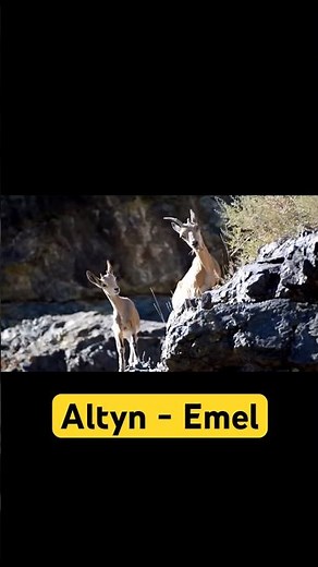 Kazakhstan’s ultimate wildlife oasis. National Geographic style!