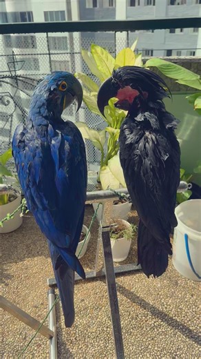 The Biggest Macaw And The Biggest Cockatoo #parrot #parrotlife #parrotlover #parrotvideo #pet | Gabriel Wang