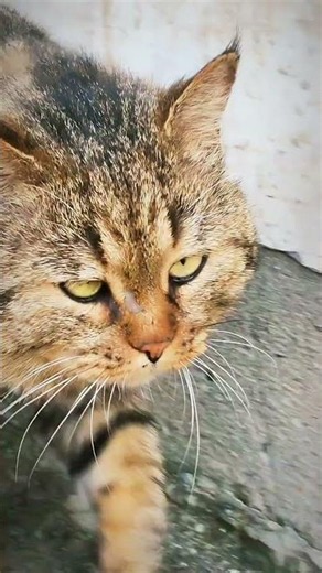 The Feline King Makes a Royal Appearance