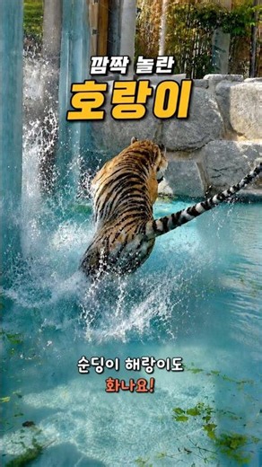 쿵 소리에 깜짝놀란 4살 호랑이 #해랑 #Amurtiger #SiberianTiger #시베리아호랑이 #서울대공원