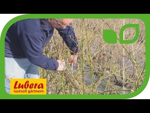 Cutting blackberries