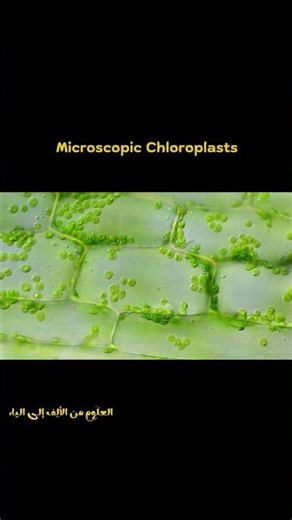 The Microscopic Factories Inside Plants: Chloroplasts 🌿🔬
