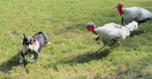 One dog, two turkeys, and a frisbee
