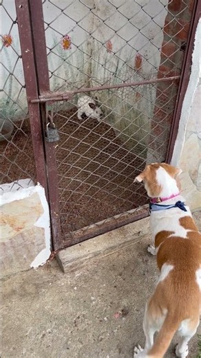 Tammy conoció a unos conejitos… y los asustó 😂🐶🐰