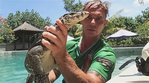 Large water monitor lizard taking an uninvited swim in a resort pool
