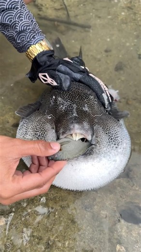 Puffer fish bite force കണ്ടു ഞെട്ടി ഗയ്‌സ് 😇#pufferfish #hobbyspot