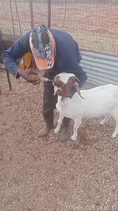 170K views · 1.4K reactions | ️ Best Seasons to Deworm Goats It...