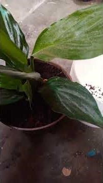 # peace lily #like #share #nature #beauty #love #care #short for you😱