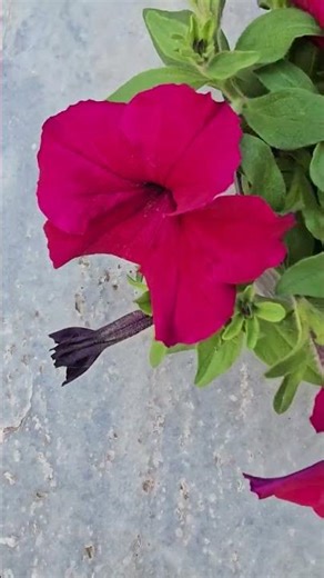 my sweet garden beautiful flowers