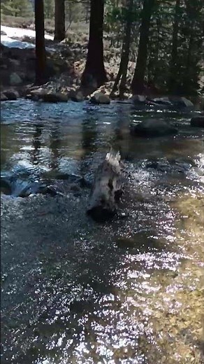 eastern Sierra Robinson Creek twin lakes Bridgeport CA.. 5.1lb trout on 3lb test