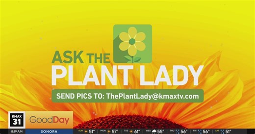 The Plant Lady, 8am Pt. 1
