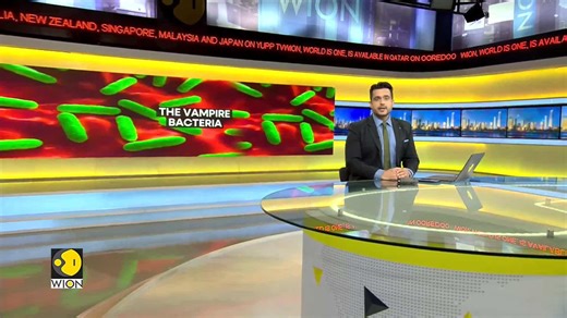 Deadly discovery of 'Vampire' bacteria