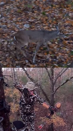 growingdeertv | Buck at 7 yards with the @blackwidowbows! #buck #deer #hunt #rut #hunting @thleteoutdoors | Instagram