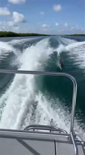 Dolphins Wake Surfing