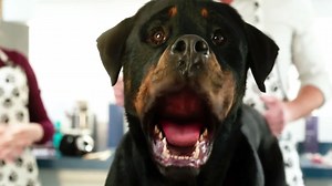 Show Dogs: Trailer 2