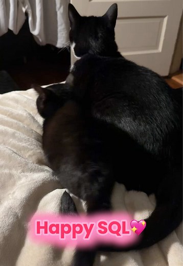 Cerebellar Hypoplasia Kitten: SQL's Heartwarming Journey