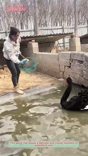 How to Safely Handle a Cygnet? | Swan Rescue Guide