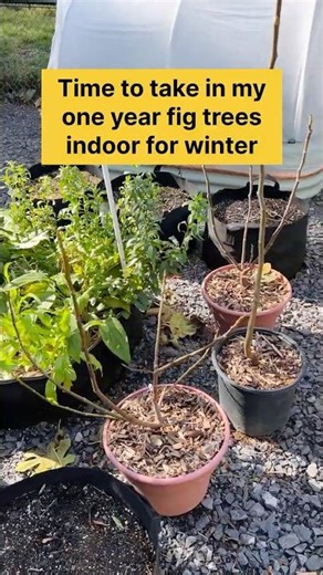 Overwintering potted fig tree in zone 5