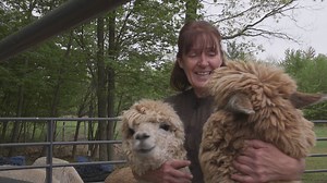 7.9K views · 91 reactions | Ask Audrey Hackbarth about her alpacas and you’ll get quite an answer. She will tell you about Terracotta, and the daughter she had, Saturn-Lee, and her daughter Jupiter-Lee. There is also Cinnamon Toast-Lee, Chiquita and her daughter Chi-Lee along with Brown Sugar-Lee, not to mention Corkscrew and Corn Dog. You get the picture; alpacas are Audrey’s thing. | Wisconsin Life | Facebook