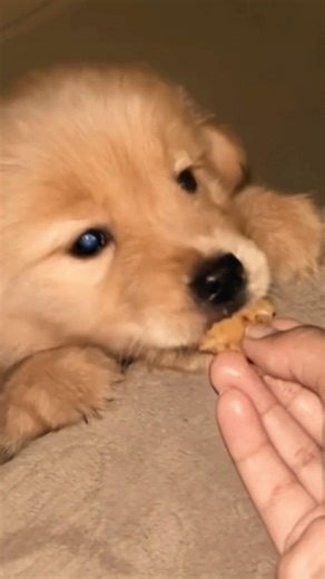 🥺 #emotional #viral #funny #family #love #million #cute #sad #dog #dogshorts #doglife #besties #dog