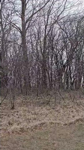 How Many Wild Rabbits are in the Grass?