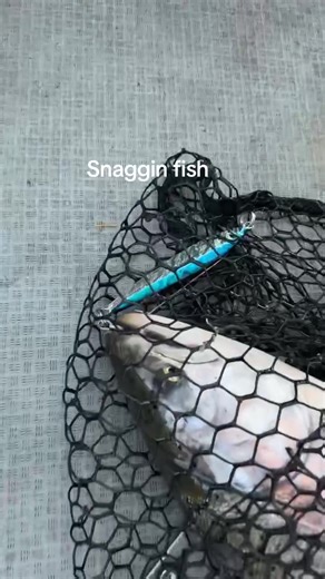 Snaggin Fish Tips for Salmon Fishing Enthusiasts