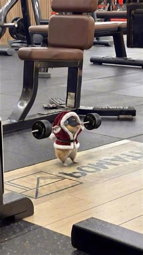 Is a mouse better than a bodybuilder?