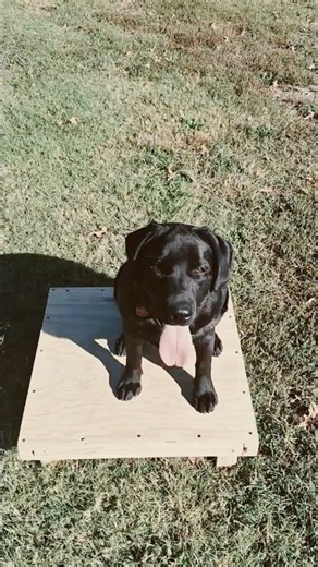 Adorable Dog's Fetch Skills! #shorts