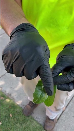 Tree Leaves Deformed, Curling Under? It Might Be Herbicide Damage #garden #tree #gardening #arborist
