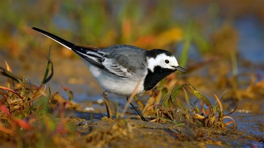 European Birds – White Wagtail (Motacilla alba) 🐦