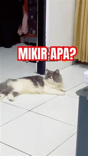 Heran aku! Cari uang enggak! Kerja enggak! Tapi kerjaannya mengheningkan cipta muluk #jiokucingmamak