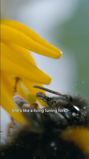 a bee's pollination sound is the same frequency as the musical note D