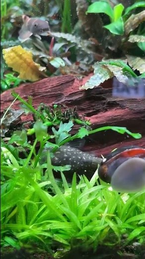 LDA 25 Pitbull Pleco - Parotocinclus jumbo 🤩 #aquarium #aquariumfish #pleco