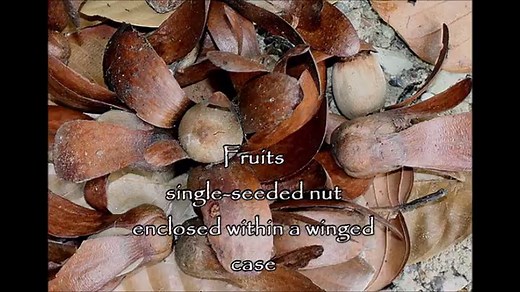 White Lauan: MBG Plant of the Month of November 2016