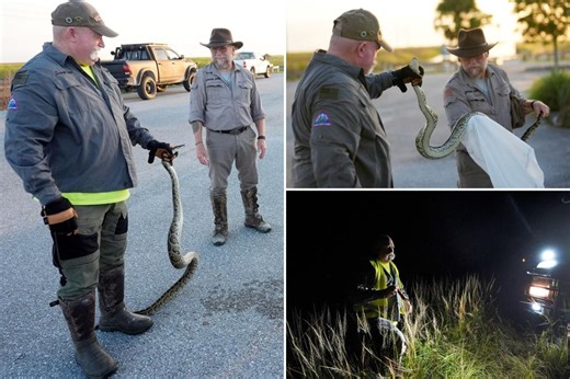 Hunters descend on the Florida Everglades for annual Burmese python hunt