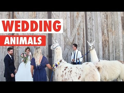 Wedding Pets | Funny Pets Video Compilation