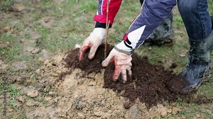 Adding fresh soil to plantation of raspberries