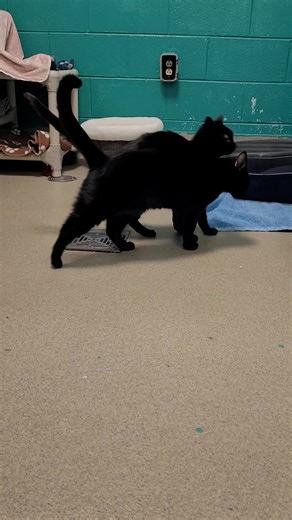 We introduced another cat in Hettie's condo to help bring her out of her shell... we think she may secretly be a stage 5 clinger. | SPCA of Fredericksburg