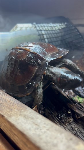 An old video of the juvenile Spiny Hill turtles (Heosemys spinosa) coming out to eat! Follow @jamesterelleturtles here and on YouTube for turtle & tortoise Videos, facts, pics & more Find me aswell at @jamesterelle on Facebook Don’t forget to like, share, & comment what you want to see in the next video #heosemys #heosemysspinosa #spinosa #spinyhillturtle #spinyturtle #ninjastarturtle #spinyhillterrapin #asianturtles #explorepage #explore #fyp #animals #turtlesofinstagram #turtlebreeding #turtle