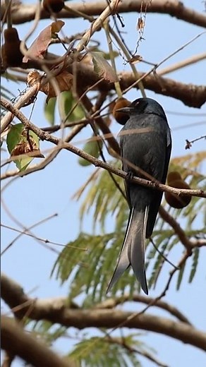 Ashy Drongo in Perfect Light | Elegant Wildlife Shot 🐦✨