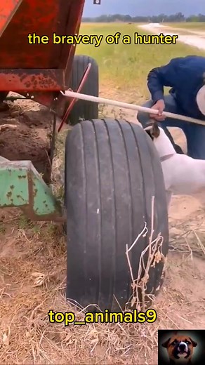 dog hunting snakes #top_animals9 #dog #snake #wildanimals #animals #animal #fyp #foryou #fun_animals9